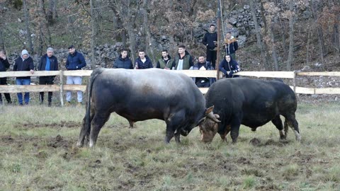 Jadran od Galića vs Panda od Velića Vinjani 2025