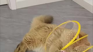 Cat Adventure Tunnel Playful Hide & Seek Toy