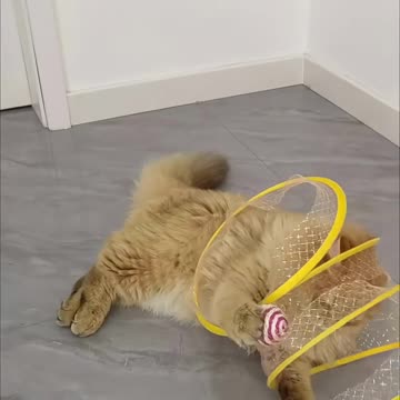 Cat Adventure Tunnel Playful Hide & Seek Toy