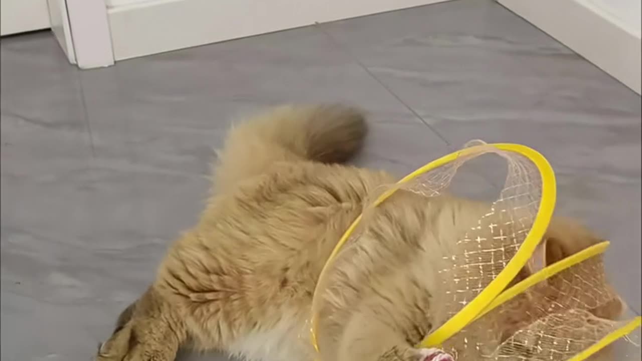 Cat Adventure Tunnel Playful Hide & Seek Toy
