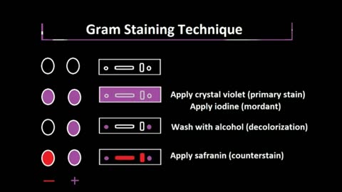 The Gram Stain Technique, Explained