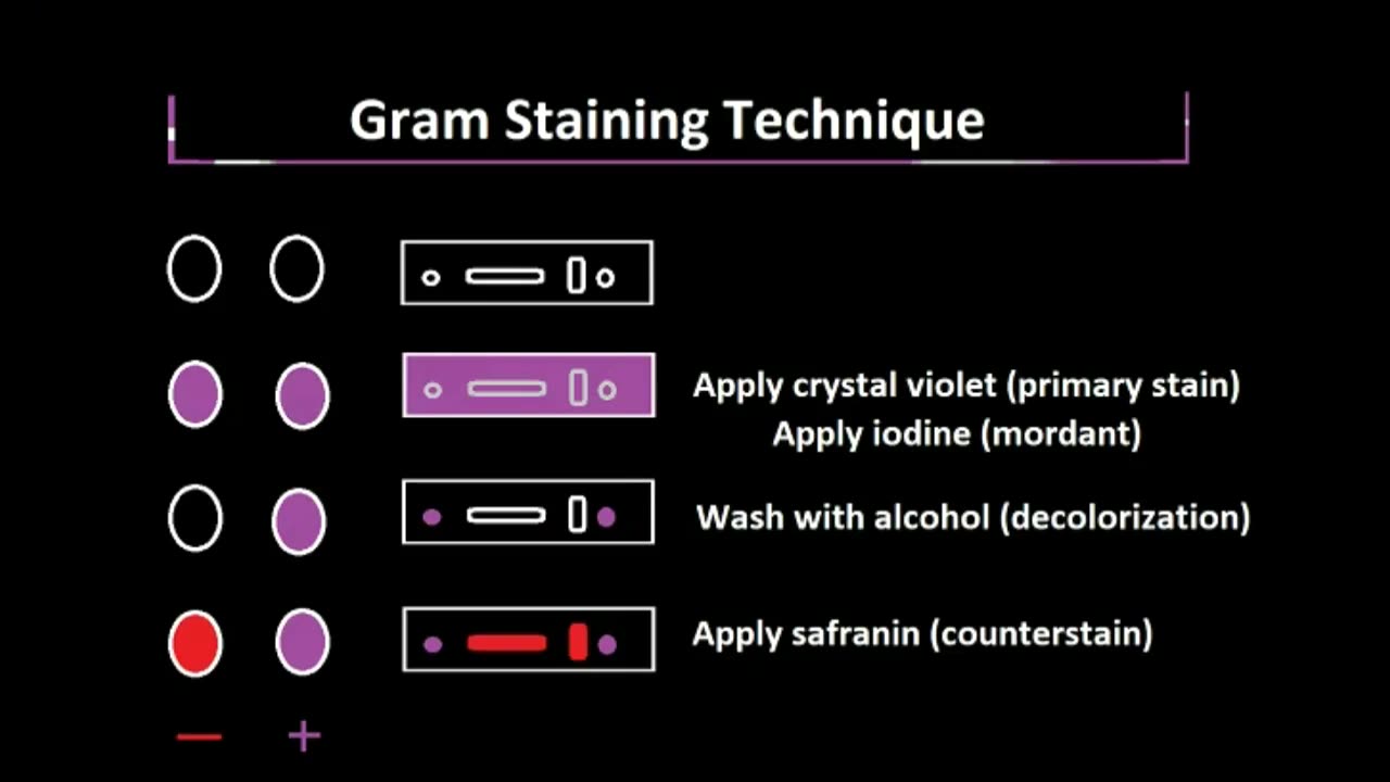 The Gram Stain Technique, Explained