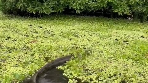 This Is Why the Amazon River Is Extremely Dangerous