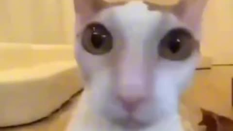 The Amazing Meowtal Cat!😺🤘