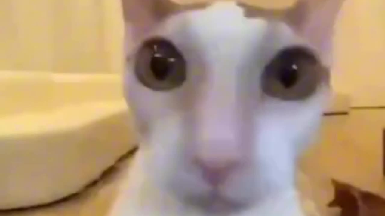 The Amazing Meowtal Cat!😺🤘