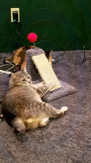 Quality Inspector Cory hard at work evaluating the health of his flock. #SparklegleamFarm #Chicken