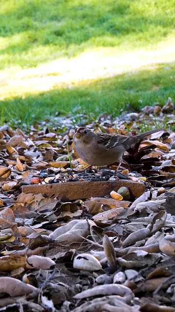 White-crowned Sparrow🐦Morning Seed Shuffle