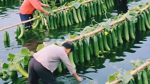 Amazing Cucumber Farming #farming #usafarming