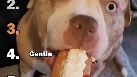 Funny dogs