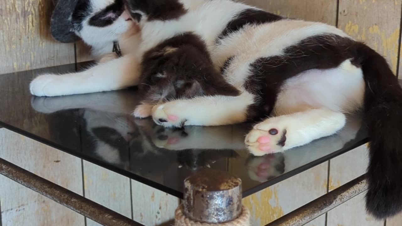 Sleeping Bandit Cat Kicks Snuggly Kitten