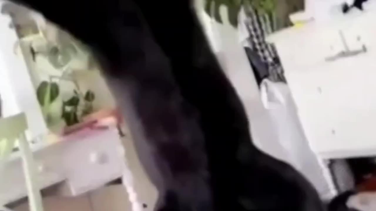 πΎπ Funny Cats & Dogs Reactions | Heart-Melting Moments!
