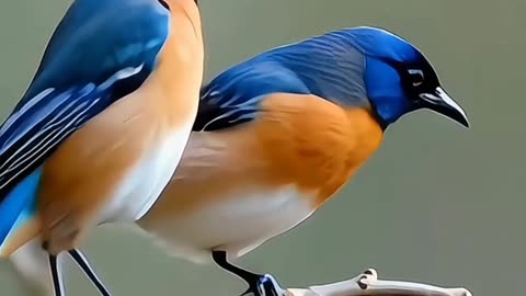 "Beautiful Birds in Nature! 🐦🌿 | Stunning & Peaceful Wildlife Moments!"