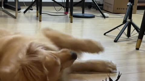 Master Jin's Today's Show: 🐶 vs. 🦐"