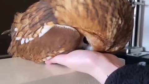 Baby owl cuteness overloaded 😍🦉