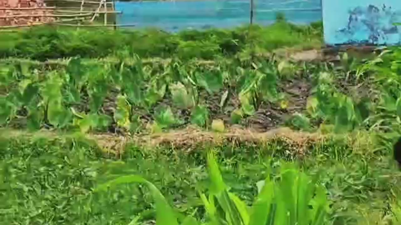 #Asali Sukun To Gaon Mein Hi #Hai 👌👌🫡🫡