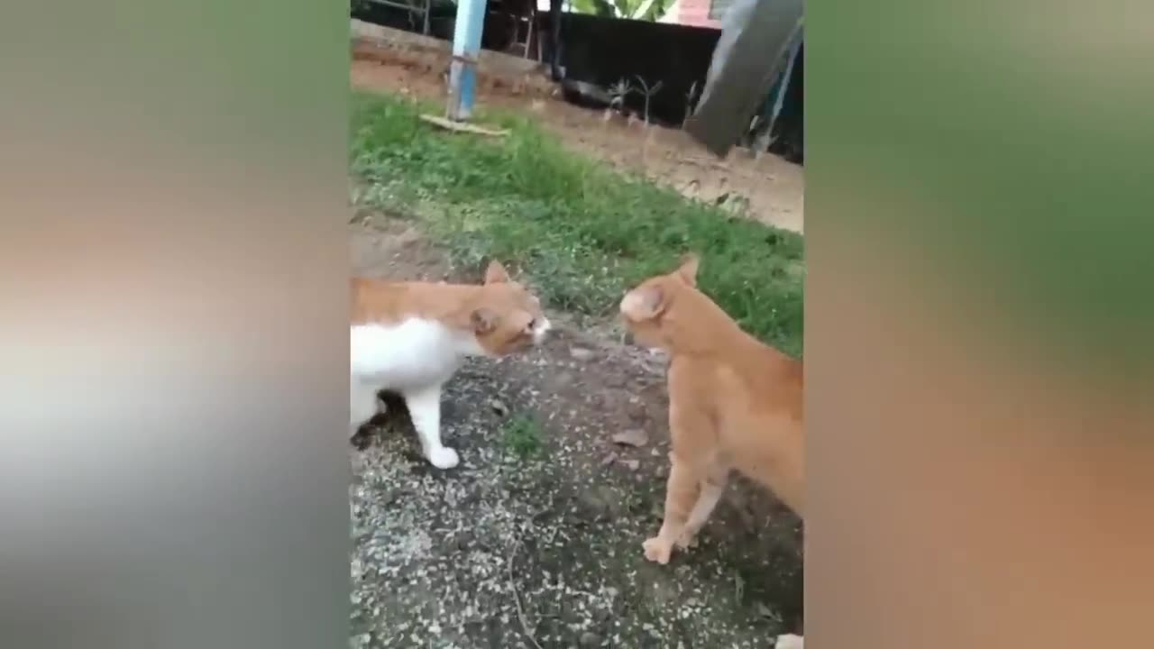 Funny cats