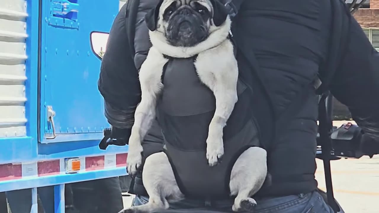 Pug Takes a Ride