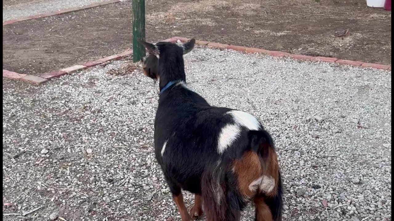 Finnegan The Goat Empties The Bag