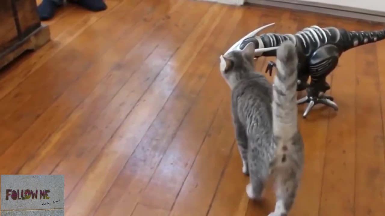 animal funny videos