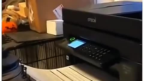 Funniest cats and dogs moment