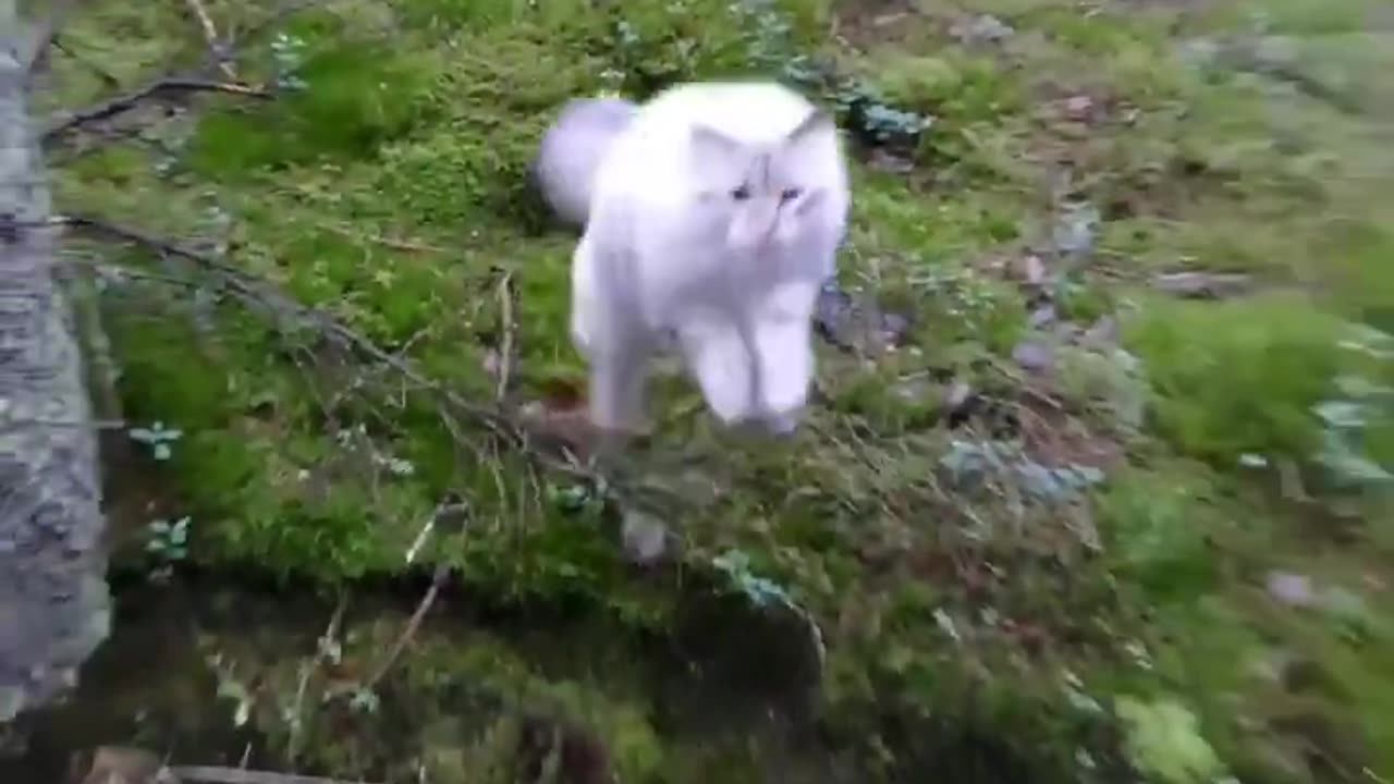 LEAP