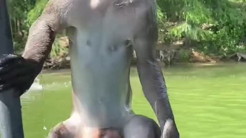 Monkey Boards Boat to Steal Tourists' Food