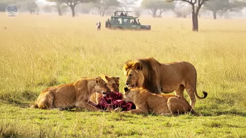 The lions attacked the ranger, but when the little girl arrived, a miracle happened.
