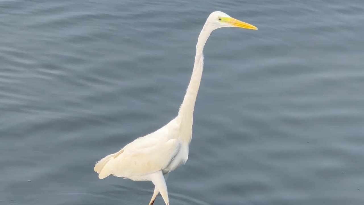 Nature and Animals