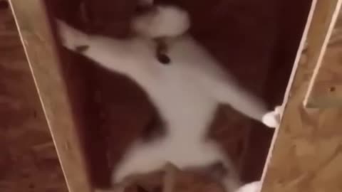 Funny animals