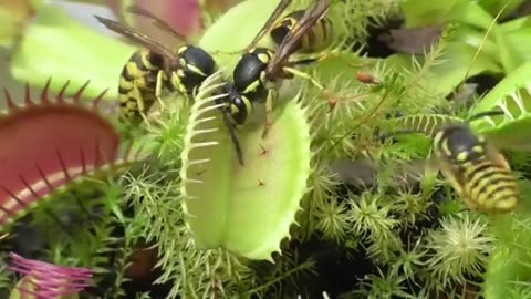 Venus Flytrap Eats Wasps.