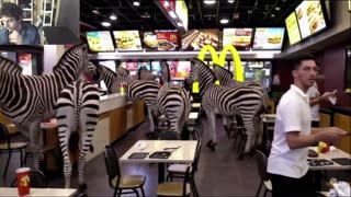 Outtake #1,099 Of Over 3 Zebras Roam Around A McDonald's Restaurant Fake Funny Parody Video