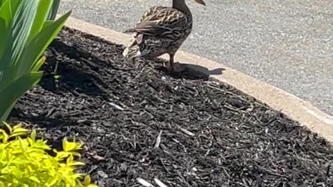 But the one little duck with the feather on his back, quack, quack, quack