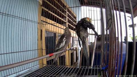 "Lovely Australian Cockatiels Singging and Playing in Cage Part 4"