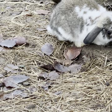Sleepy Bunny Resting on the Ground 😴