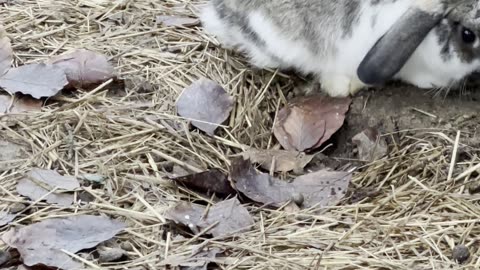 Sleepy Bunny Resting on the Ground 😴