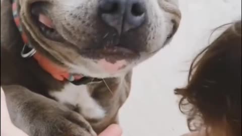 Funny Pitbull video A funny Punjabi guy is saying pitboal 😭🤣🤣