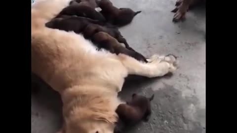 funny video