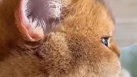 cat compilation, animal lovers, pet videos, cat tricks, cat training,