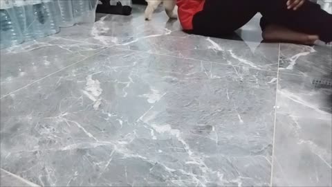Cat animal