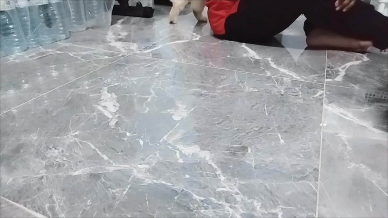 Cat animal
