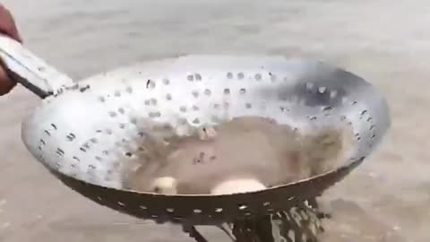 Sand of sea contains many organisms