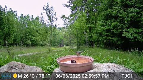 Two Tufted Titmouses at the birdbath