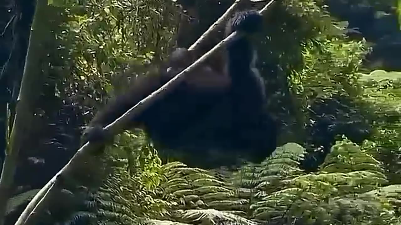 | Cute Animals Doing Funny Things: Try Not to Laugh!😅😅😅