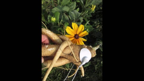 Love From The Roots Pokeweed Roots Sept 2022