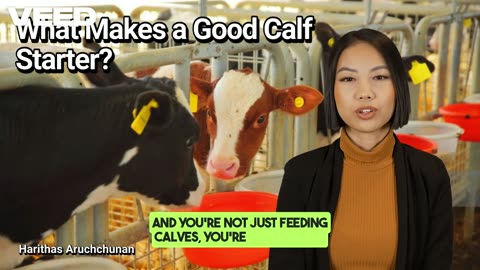 What Makes a Good Calf Starter:Fueling the Future of Dairy Herd