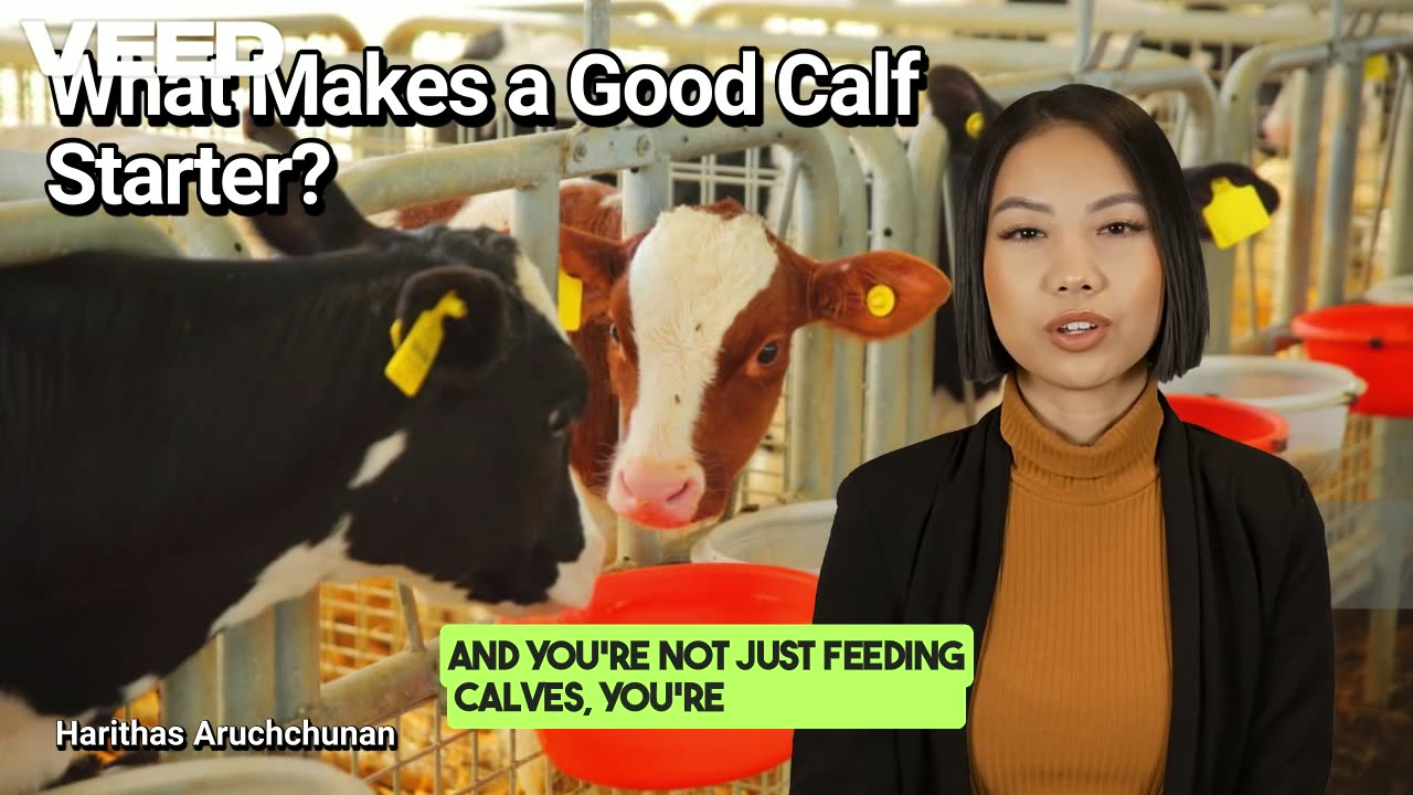 What Makes a Good Calf Starter:Fueling the Future of Dairy Herd