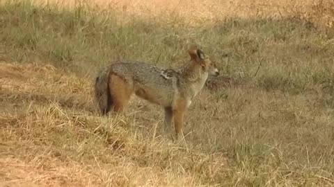 Fox & Wildlife