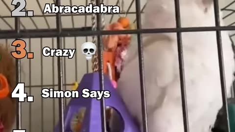 Ranking The Best Parrot Moments