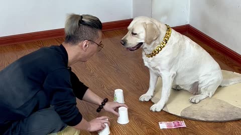 我要知道狗子有这本事，说什么也不和它玩猜球啦 If I knew the dog had this ability, I wouldn't play guessing ball with him no matter what.