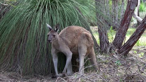 Animals found only in Australia π¦πΊ